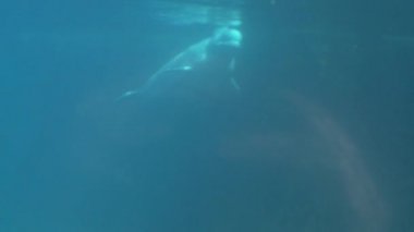 Bir beyaz balina (6 9 gözlemleyerek)
