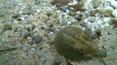 At nalı yengeci (1 / 5)