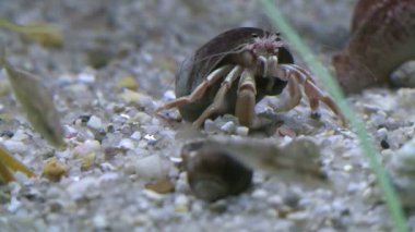 Sualtı flora ve fauna (10 / 28)