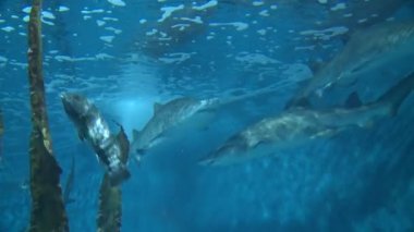 Görkemli sucul yaşam