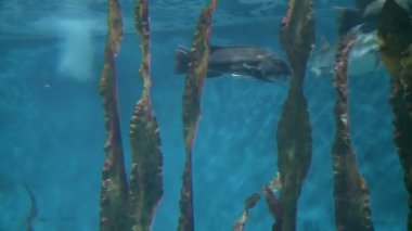 Görkemli sucul yaşam