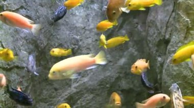 Sualtı flora ve fauna (2 / 28)