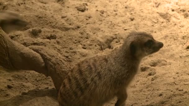 Любопытные сурикаты в зоопарке — стоковое видео