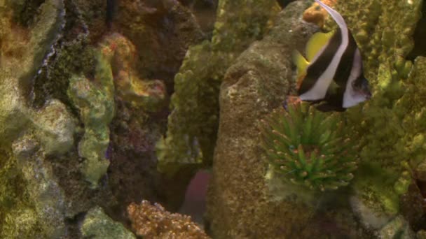海底的植物群和动物群 (18 28) — 图库视频影像