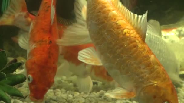 Koi in fish tank — Stock Video