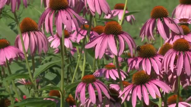 Flores rosadas frescas (3 de 4 ) — Vídeo de stock