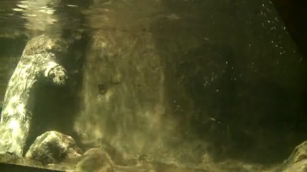 Playful otters swimming in zoo — Stock Video