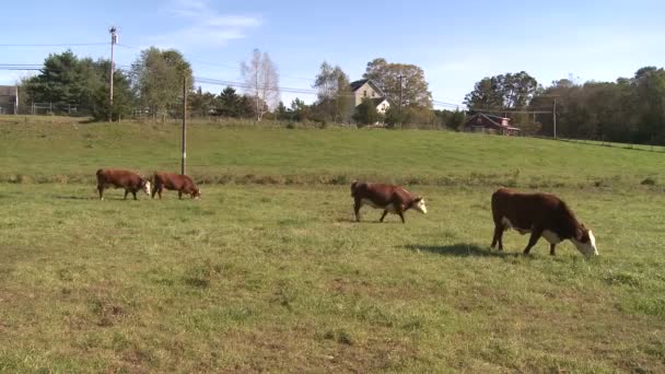 Vacas fora no pasto (3 de 4 ) — Vídeo de Stock