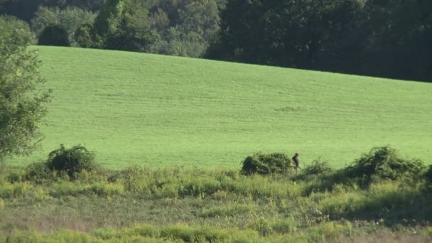 Met gras begroeide heuvels (1 van 3) — Stockvideo