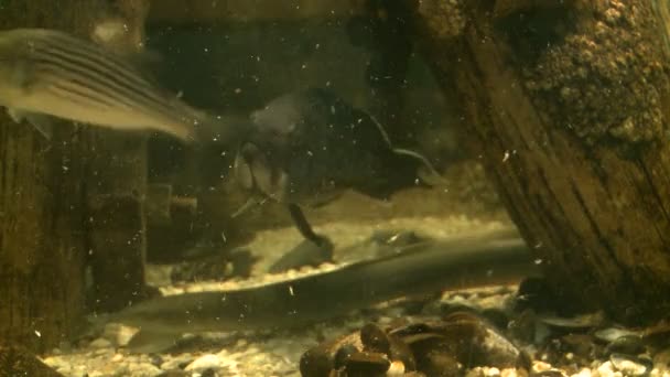 水生生物的特写 — 图库视频影像