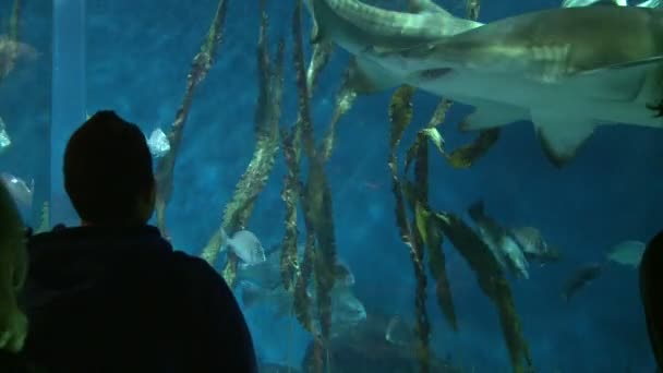 Pessoas que gostam de aquário grande — Vídeo de Stock