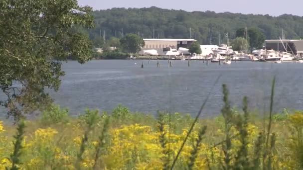 Een rustig uitzicht over het water — Stockvideo