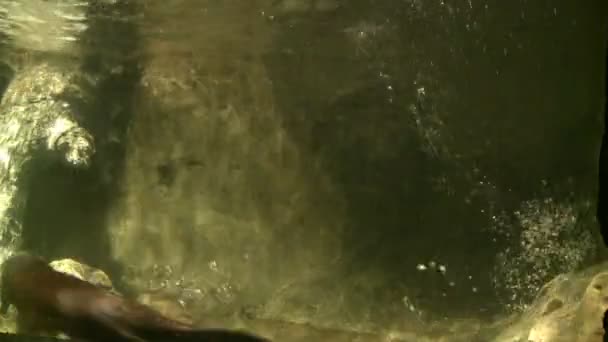 Speelse otters zwemmen in dierentuin — Stockvideo