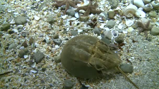 Horseshoe crab (5 of 5) — Stock Video