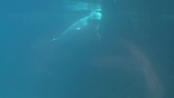 Att observera en Beluga Whale (6 av 9) — Stockvideo