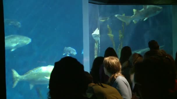 Gente disfrutando de acuario grande — Vídeos de Stock