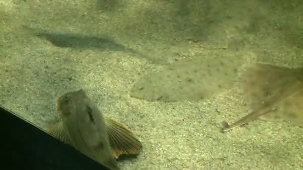 Peces planos increíbles en el acuario — Vídeo de stock