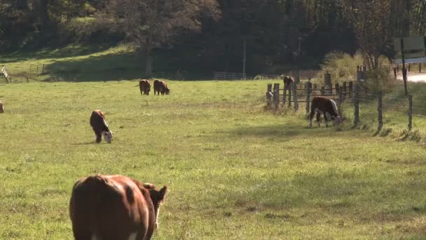 Vacas en el pasto (1 de 4 ) — Vídeos de Stock