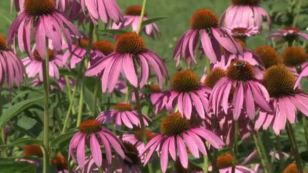 Flores rosadas frescas (4 de 4 ) — Vídeo de stock