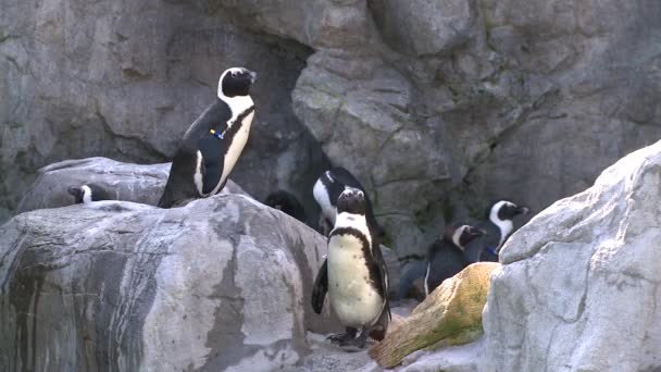 Penguins in an exhibit (2 of 5) — Stock Video
