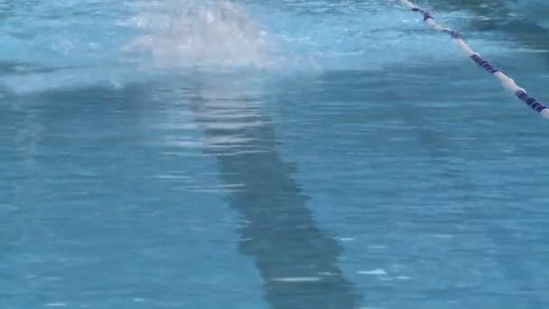 Simning varv i en olympisk pool. — Stockvideo