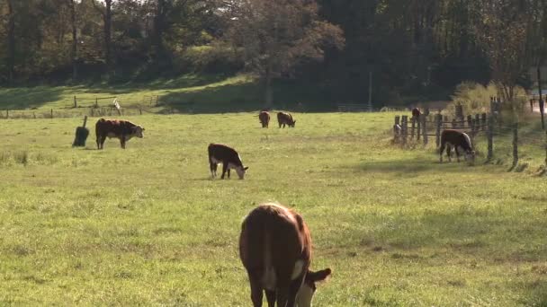 Vaches dans le pâturage (2 de 4 )