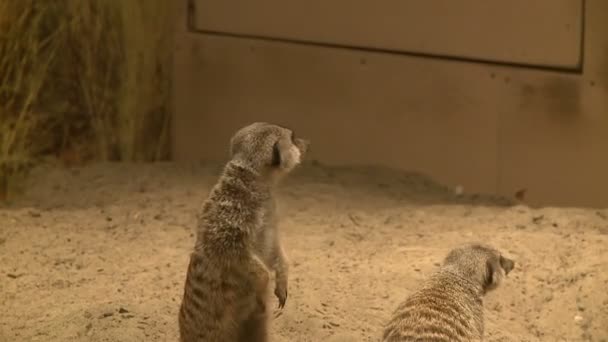 Curieux suricates dans le zoo 