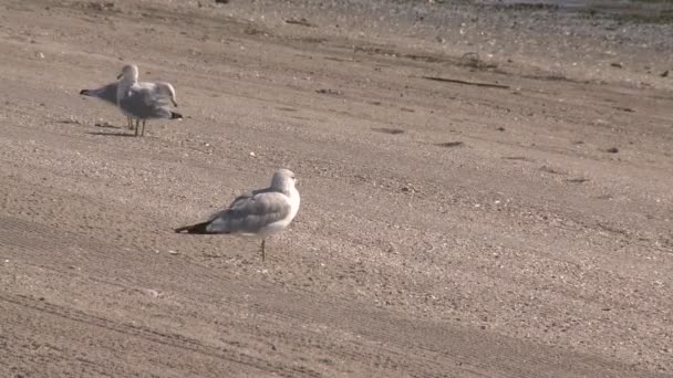 Gaviotas en la arena — Vídeos de Stock