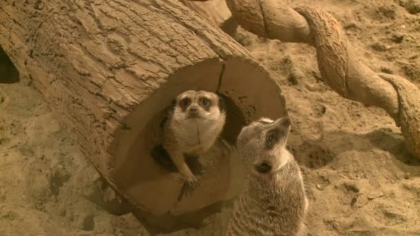 Nyfiken meerkats i zoo — Stockvideo