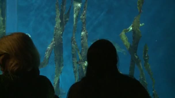 Menschen genießen großes Aquarium — Stockvideo