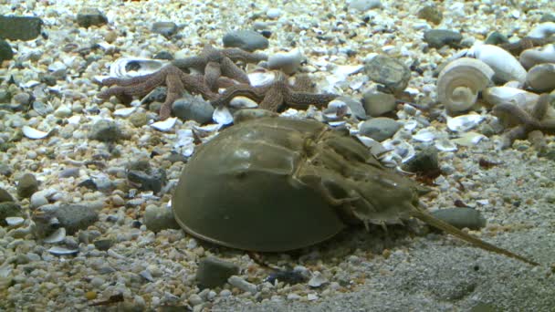 Horseshoe crab (2 of 5) — Stock Video