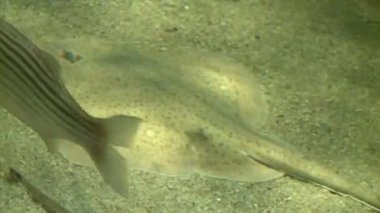 şaşırtıcı Yassı balık akvaryum