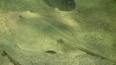 şaşırtıcı Yassı balık akvaryum