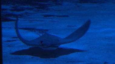 Mistik akvaryum sergiler (4 / 7)