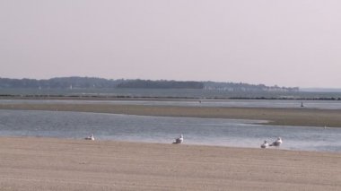 Adam tarafından sahilde koşu