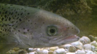 Sualtı flora ve fauna (25 / 28)