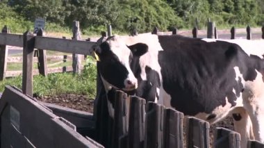 İnekler otlatma mera (3 / 9)