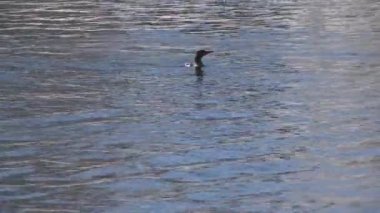 Bir havuzda sıçramasına ördek