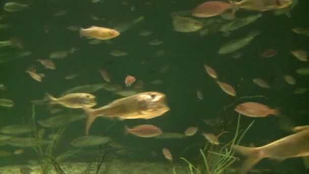 Школа пресноводных рыб (6 из 6) ) — стоковое видео