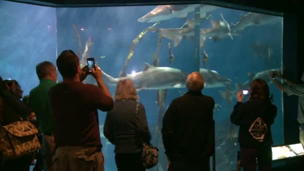 People enjoying big aquarium — Stock Video