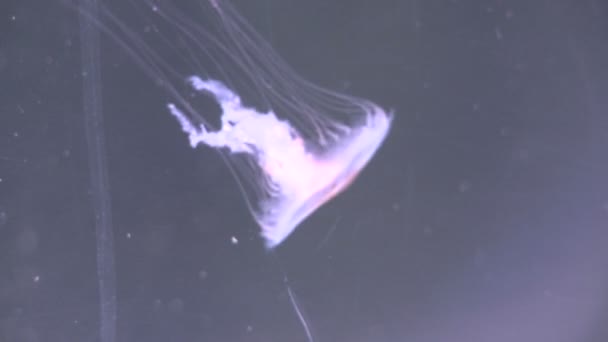 Витончена медуза в акваріумі — стокове відео