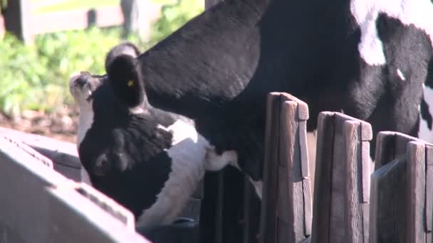 Vaches broutant dans les pâturages (1 de 9 )