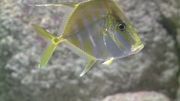 Close up of  aquatic life — Stock Video