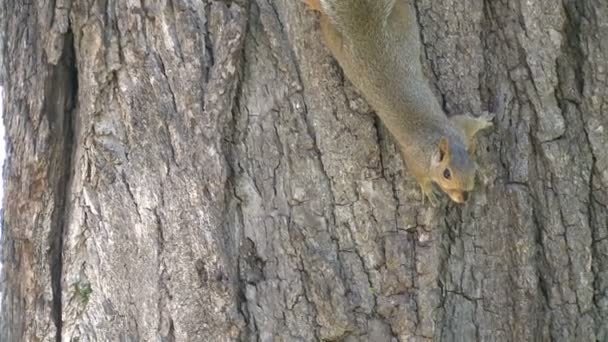 Squirrel on a tree (4 of 4) — Stock Video