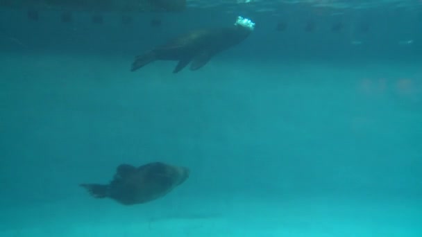 在展览 (2 4 游泳的海豹) — 图库视频影像
