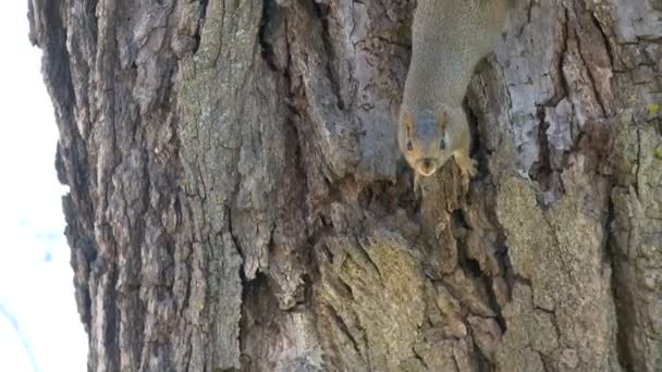 Écureuil sur un arbre (2 de 4 ) — Video