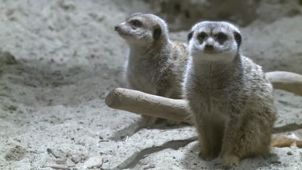 Nieuwsgierig stokstaartjes in dierentuin — Stockvideo