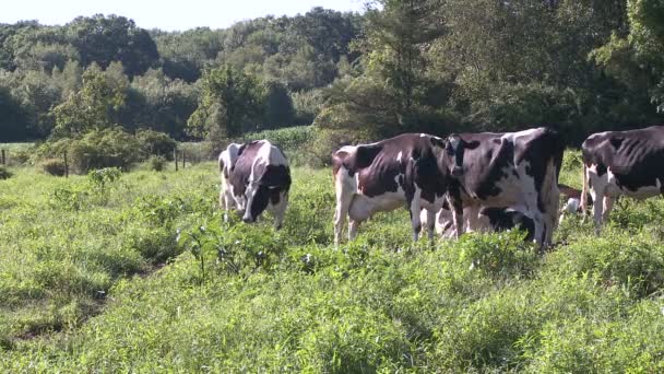 Sapi merumput di padang rumput (5 dari 9) ) — Stok Video