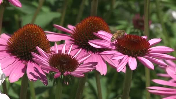 Deslumbrantes flores brillantes (3 de 7 ) — Vídeo de stock