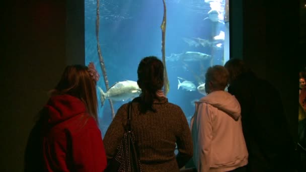 人们享受大水族馆 — 图库视频影像